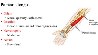 Palmaris longus
• Origin
• Medial epicondyle of humerus
• Insertion
• Flexor retinaculum and palmar aponeurosis
• Nerve supply
• Median nerve
• Action
• Flexes hand
 