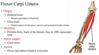 Flexor Carpi Ulnaris
• Origin
• Humeral head
• Medial epicondyle of humerus
• Ulnar head
• Medial aspect of olecranon process and posterior border of ulna
• Insertion
• Pisiform bone, hook of the hamate, base at fifth metacarpal
bone
• Nerve supply
• Ulnar nerve
• Action
• Flexes and adducts hand at wrist joint
 