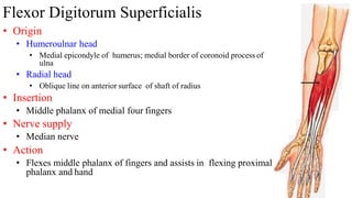 Flexor Digitorum Superficialis
• Origin
• Humeroulnar head
• Medial epicondyle of humerus; medial border of coronoid process of
ulna
• Radial head
• Oblique line on anterior surface of shaft of radius
• Insertion
• Middle phalanx of medial four fingers
• Nerve supply
• Median nerve
• Action
• Flexes middle phalanx of fingers and assists in flexing proximal
phalanx and hand
 