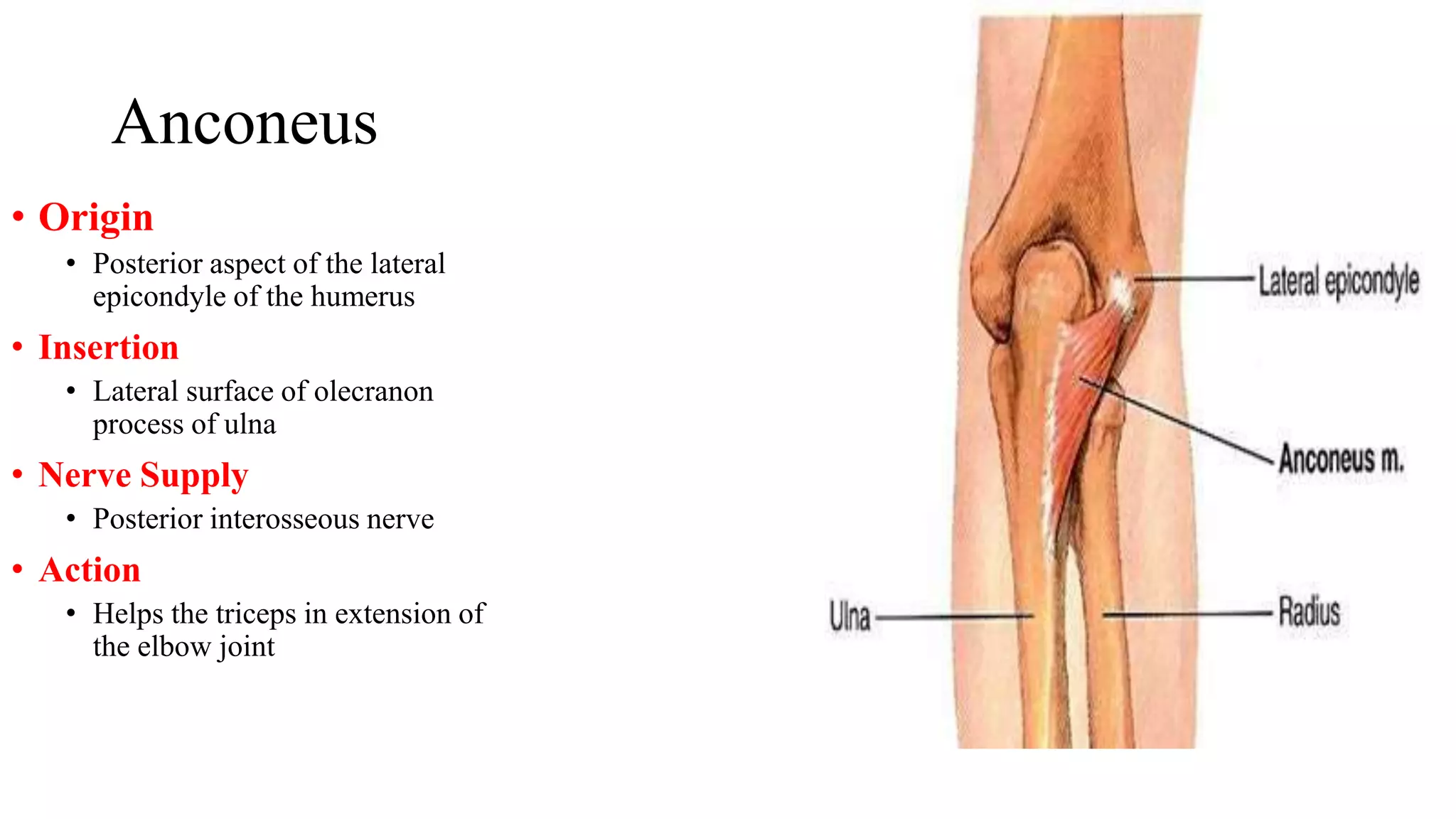forearm-muscles-pptx