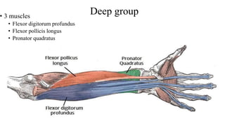 Deep group
• 3 muscles
• Flexor digitorum profundus
• Flexor pollicis longus
• Pronator quadratus
 