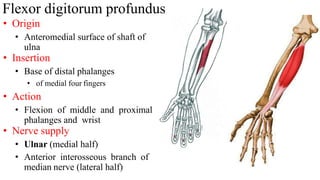Flexor digitorum profundus
• Origin
• Anteromedial surface of shaft of
ulna
• Insertion
• Base of distal phalanges
• of medial four fingers
• Action
• Flexion of middle and proximal
phalanges and wrist
• Nerve supply
• Ulnar (medial half)
• Anterior interosseous branch of
median nerve (lateral half)
 