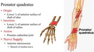Pronator quadratus
• Origin
• Lower ¼ of anterior surface of
shaft of ulna
• Insertion
• Lower ¼ of anterior surface of
shaft of radius
• Action
• Pronates radioulnar joint
• Nerve Supply
• Anterior interosseous
• Branch of median nerve
 