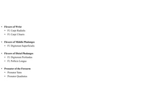 • Flexors of Wrist
• Fl. Carpi Radialis
• Fl. Carpi Ulnaris
• Flexors of Middle Phalanges
• Fl. Digitorum Superficialis
• Flexors of Distal Phalanges
• Fl. Digitorum Profundus
• Fl. Pollicis Longus
• Pronator of the Forearm
• Pronator Teres
• Pronator Quadratus
 