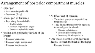 Arrangement of posterior compartment muscles
• Upper part
• Anconeus (superficial)
• Supinator (deep)
• Lateral part of humerus
• Pass along the radial side
• Brachioradialis
• Extensors carpi radialis longus
• Extensors carpi radialis brevis
• Passing along posterior surface of the
forearm
• Extensor digitorum
• Extensor digiti minimi and
• Extensor carpi ulnaris
• At lower end of forearm
• These two groups are separated by
three muscles
• They emerge from deeply in between
them and go to the thumb
• Abductor pollicis longus
• Extensors pollicis longus and
• Extensors pollicis longus brevis
• One muscle for the forefinger runs
deeply to reach the back of the hand
• Extensor indicis
 