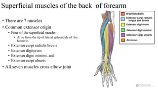 Superficial muscles of the back of forearm
• There are 7 muscles
• Common extensor origin
• Four of the superficialmuscles
• Arise from the tip of lateral epicondyle of the
humerus
• Extensor carpi radialis brevis
• Extensor digitorum
• Extensor digiti minimi, and
• Extensor carpi ulnaris
• All seven muscles cross elbow joint
 