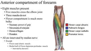 Anterior compartment of forearm
• Eight muscles present
• Five muscles cross the elbow joint
• Three musclesdonot
• Flexor compartment is much more
bulky
• Necessary power of grip
• Movementsofwristjoint
• Flexionoffingers
• Pronation
• All are innervated by median nerve
• Except
• Flexor carpi ulnaris muscle
• Medial half of Flexor digitorum profundus muscle
• Innervated byulnarnerve
 