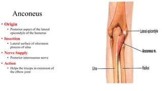Anconeus
• Origin
• Posterior aspect of the lateral
epicondyle of the humerus
• Insertion
• Lateral surface of olecranon
process of ulna
• Nerve Supply
• Posterior interosseous nerve
• Action
• Helps the triceps in extension of
the elbow joint
 