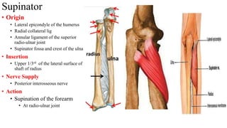 Supinator
• Origin
• Lateral epicondyle of the humerus
• Radial collateral lig
• Annular ligament of the superior
radio-ulnar joint
• Supinator fossa and crest of the ulna
• Insertion
• Upper 1/3rd of the lateral surface of
shaft of radius
• Nerve Supply
• Posterior interosseous nerve
• Action
• Supination of the forearm
• At radio-ulnar joint
 