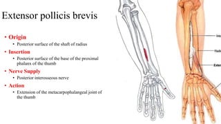 Extensor pollicis brevis
• Origin
• Posterior surface of the shaft of radius
• Insertion
• Posterior surface of the base of the proximal
phalanx of the thumb
• Nerve Supply
• Posterior interosseous nerve
• Action
• Extension of the metacarpophalangeal joint of
the thumb
 