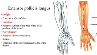 Extensor pollicis longus
• Origin
• Posterior surface of ulna
• Insertion
• Posterior surface of the base of the distal
phalanx of the thumb
• Nerve Supply
• Posterior interosseous nerve
• Action
• Extension of the interphalangeal joints of the
thumb
 