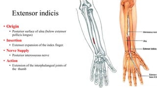 Extensor indicis
• Origin
• Posterior surface of ulna (below extensor
pollicis longus)
• Insertion
• Extensor expansion of the index finger.
• Nerve Supply
• Posterior interosseous nerve
• Action
• Extension of the interphalangeal joints of
the thumb
 