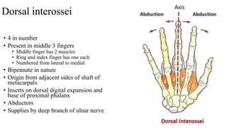 Dorsal interossei
• 4 in number
• Present in middle 3 fingers
• Middle finger has 2 muscles
• Ring and index finger has one each
• Numbered from lateral to medial
• Bipennate in nature
• Origin from adjacent sides of shaft of
metacarpals
• Inserts on dorsal digital expansion and
base of proximal phalanx
• Abductors
• Supplies by deep branch of ulnar nerve
 
