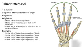 Palmar interossei
• 4 in number
• No palmar interossei for middle finger
• Unipennate
• Origin from
• Medial side of 1st metacarpal bone
• Medial half of palmar aspect of shaft of 2nd
metacarpal
• Lateral part of palmar aspect of shaft of 4th and 5th
metacarpal bones
• Inserted to
• Medial side of dorsal digital expansion of thumb
• Medial side of dorsal digital expansion of index
• Lateral side of dorsal digital expansion of ring
• Lateral side of dorsal digital expansion of little
 