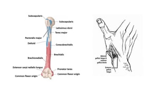 Forearm muscles.pptx