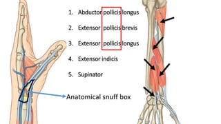 Forearm muscles.pptx