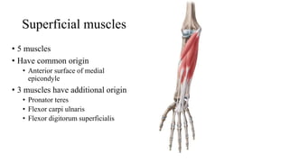 Superficial muscles
• 5 muscles
• Have common origin
• Anterior surface of medial
epicondyle
• 3 muscles have additional origin
• Pronator teres
• Flexor carpi ulnaris
• Flexor digitorum superficialis
 