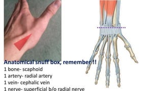 Forearm muscles.pptx