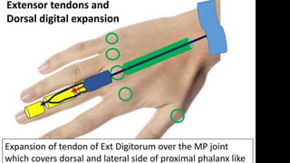 Forearm muscles.pptx