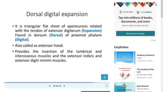 Forearm muscles.pptx