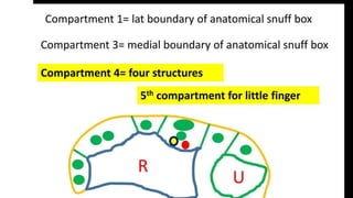 Forearm muscles.pptx