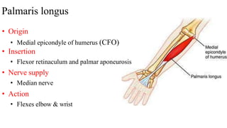 Palmaris longus
• Origin
• Medial epicondyle of humerus (CFO)
• Insertion
• Flexor retinaculum and palmar aponeurosis
• Nerve supply
• Median nerve
• Action
• Flexes elbow & wrist
 