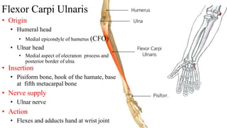 Flexor Carpi Ulnaris
• Origin
• Humeral head
• Medial epicondyle of humerus (CFO)
• Ulnar head
• Medial aspect of olecranon process and
posterior border of ulna
• Insertion
• Pisiform bone, hook of the hamate, base
at fifth metacarpal bone
• Nerve supply
• Ulnar nerve
• Action
• Flexes and adducts hand at wrist joint
 