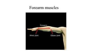 Forearm muscles
 