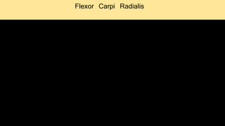 Flexor Carpi Radialis
 