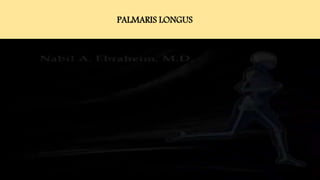 PALMARIS LONGUS
 