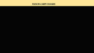 FLEXOR CARPI ULNARIS
 