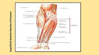 SuperficialAnteriorMusclesofForearm
 