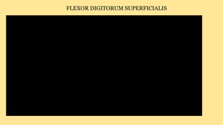 FLEXOR DIGITORUM SUPERFICIALIS
 