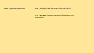 Flexor Digitorum Superficialis https://www.youtube.com/watch?v=9lSOE1CbJYw
https://www.earthslab.com/anatomy/flexor-digitorum-
superficialis/
 