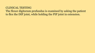 CLINICAL TESTING
The flexor digitorum profundus is examined by asking the patient
to flex the DIP joint, while holding the PIP joint in extension.
 