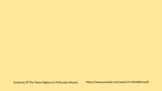 https://www.youtube.com/watch?v=FAlrNNCmaC0Anatomy Of The Flexor Digitorum Profundus Muscle
 