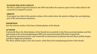 FLEXOR POLLICIS LONGUS
The flexor pollicis longus lies lateral to the FDP and clothes the anterior aspect of the radius distal to the
connection of supinator muscle.
ORIGIN
From upper two-third of the anterior surface of the radius below the anterior oblique line and adjoining
part of the interosseous membrane.
INSERTION
Into the anterior surface of the base of distal phalanx of the thumb.
ACTIONS
It primarily flexes the distal phalanx of the thumb but secondarily it also flexes proximal phalanx and first
metacarpal at the metacarpophalangeal (MP) and carpometacarpal (CM) joints respectively.
The anterior interosseous nerve and vessels fall on interosseous membrane between flexor pollicis longus
and flexor digitorum profundus.
The flexor pollicis longus is the only muscle, which flexes the interphalangeal joints of the thumb.
 