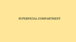 SUPERFICIAL COMPARTMENT
 