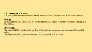 PRONATOR QUADRATUS
It is a flat quadrilateral muscle, which extends across the front of the distal parts of the radius and ulna.
ORIGIN
From an oblique ridge on the lower one-fourth of the anterior surface of the shaft of ulna and medial part of
this surface.
INSERTION
The superficial fibres into the distal one-fourth of the anterior border and anterior surface of the shaft of
radius.
The deeper fibres into the triangular area above the ulnar notch of the radius.
 