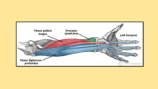 Forearm muscles anterior (flexor) compartment