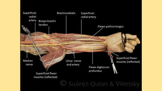 Forearm muscles anterior (flexor) compartment