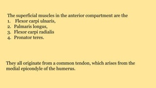 The superficial muscles in the anterior compartment are the
1. Flexor carpi ulnaris,
2. Palmaris longus,
3. Flexor carpi radialis
4. Pronator teres.
They all originate from a common tendon, which arises from the
medial epicondyle of the humerus.
 