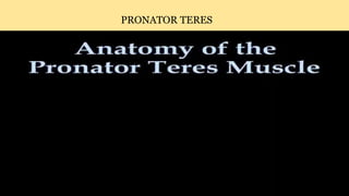 PRONATOR TERES
 