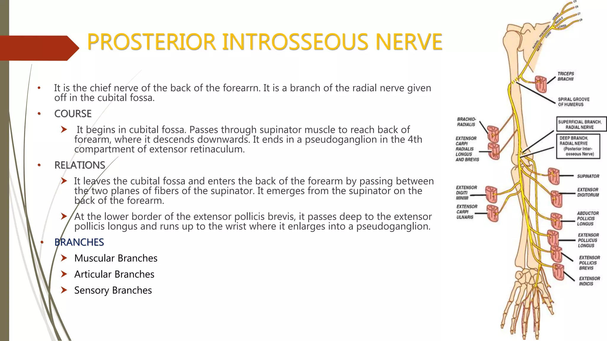 Forearm anatomy complete | PPTX