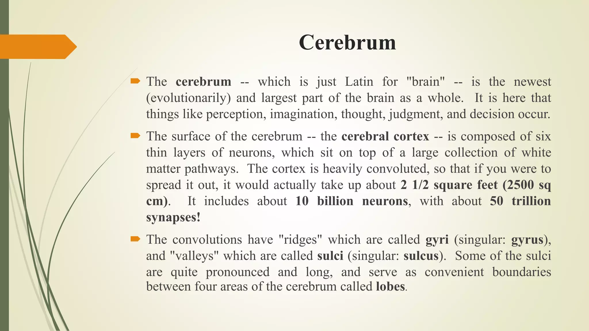 Cerebrum
 The cerebrum -- which is just Latin for "brain" -- is the newest
(evolutionarily) and largest part of the brain as a whole. It is here that
things like perception, imagination, thought, judgment, and decision occur.
 The surface of the cerebrum -- the cerebral cortex -- is composed of six
thin layers of neurons, which sit on top of a large collection of white
matter pathways. The cortex is heavily convoluted, so that if you were to
spread it out, it would actually take up about 2 1/2 square feet (2500 sq
cm). It includes about 10 billion neurons, with about 50 trillion
synapses!
 The convolutions have "ridges" which are called gyri (singular: gyrus),
and "valleys" which are called sulci (singular: sulcus). Some of the sulci
are quite pronounced and long, and serve as convenient boundaries
between four areas of the cerebrum called lobes.
 