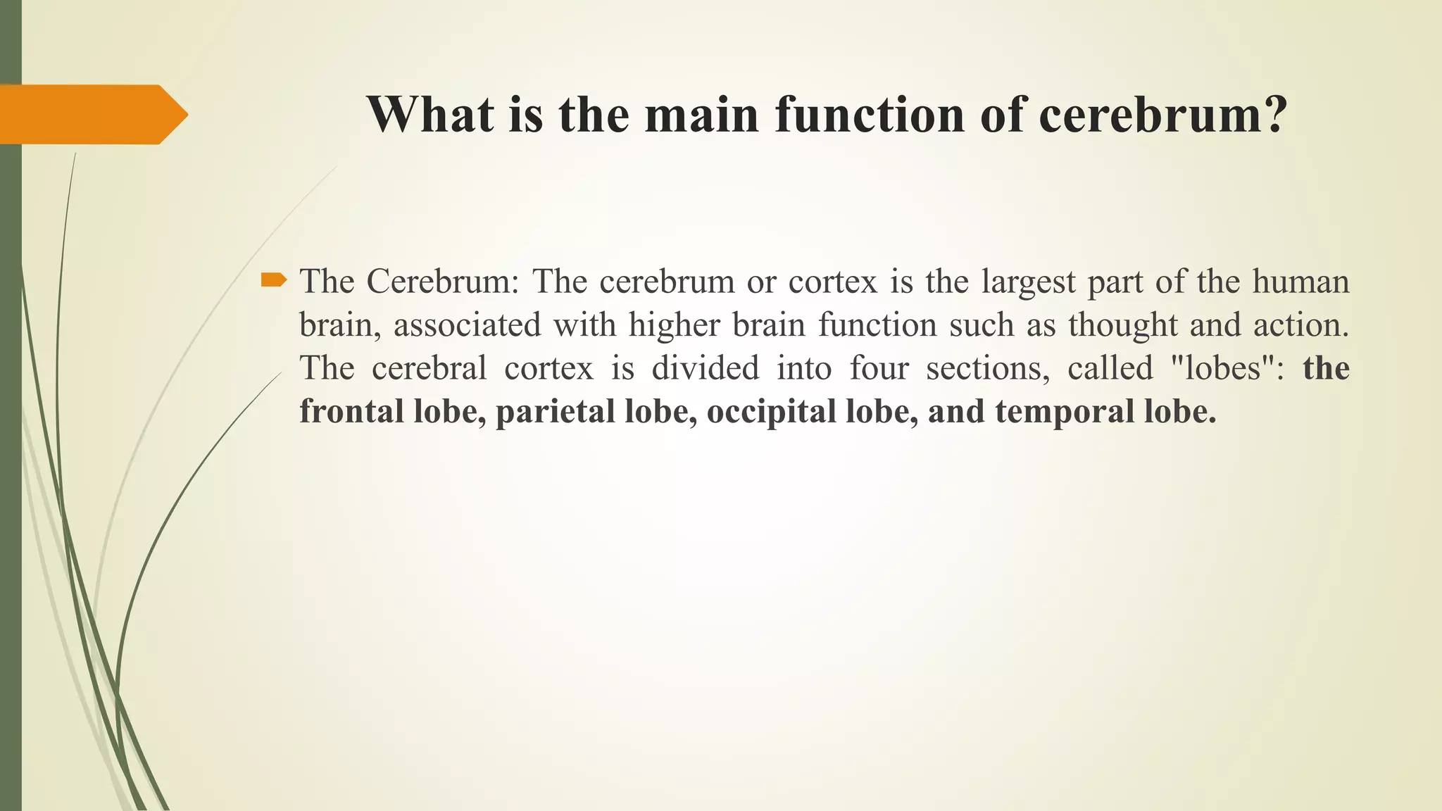 What is the main function of cerebrum?
 The Cerebrum: The cerebrum or cortex is the largest part of the human
brain, associated with higher brain function such as thought and action.
The cerebral cortex is divided into four sections, called "lobes": the
frontal lobe, parietal lobe, occipital lobe, and temporal lobe.
 