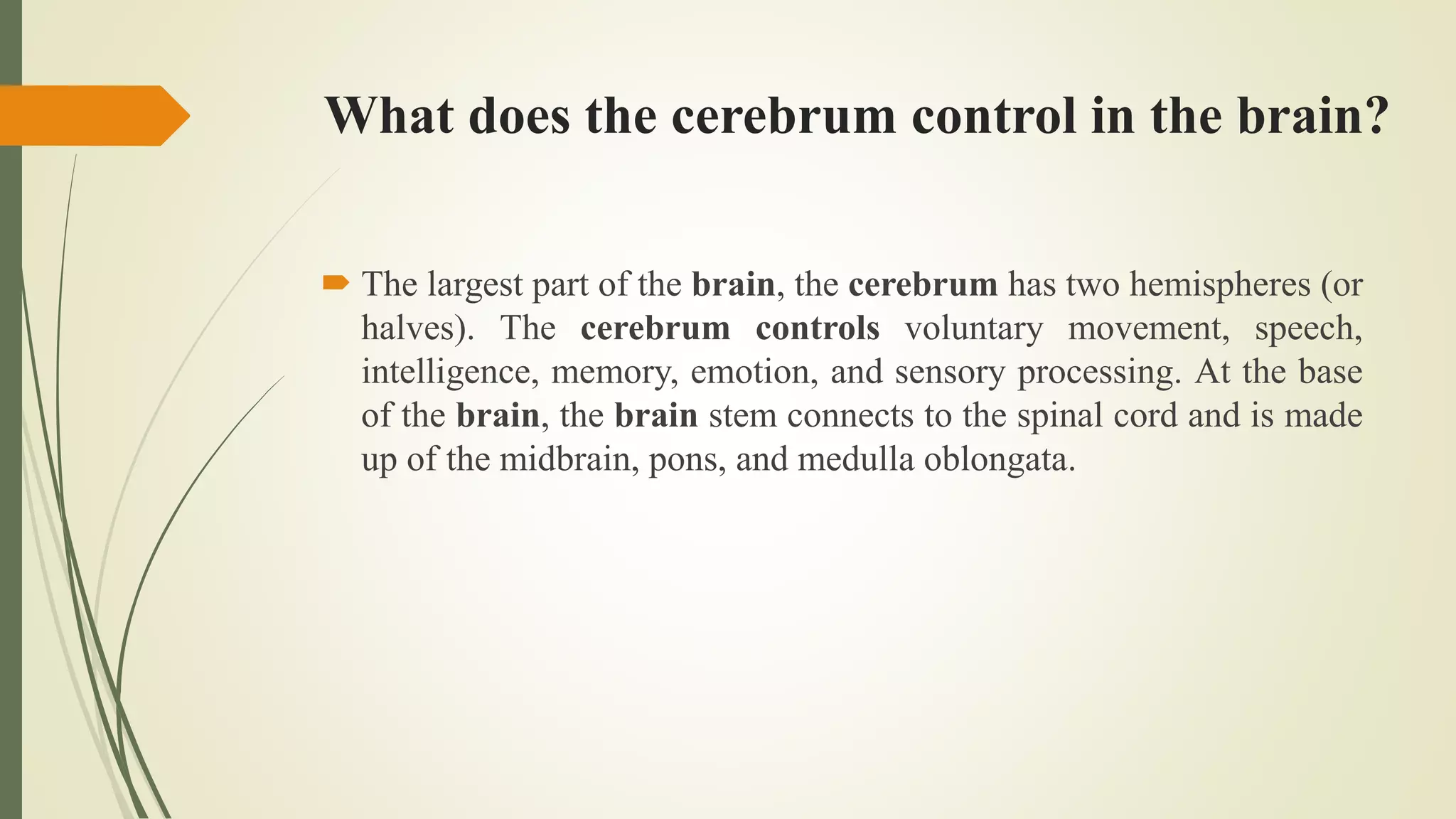 What does the cerebrum control in the brain?
 The largest part of the brain, the cerebrum has two hemispheres (or
halves). The cerebrum controls voluntary movement, speech,
intelligence, memory, emotion, and sensory processing. At the base
of the brain, the brain stem connects to the spinal cord and is made
up of the midbrain, pons, and medulla oblongata.
 
