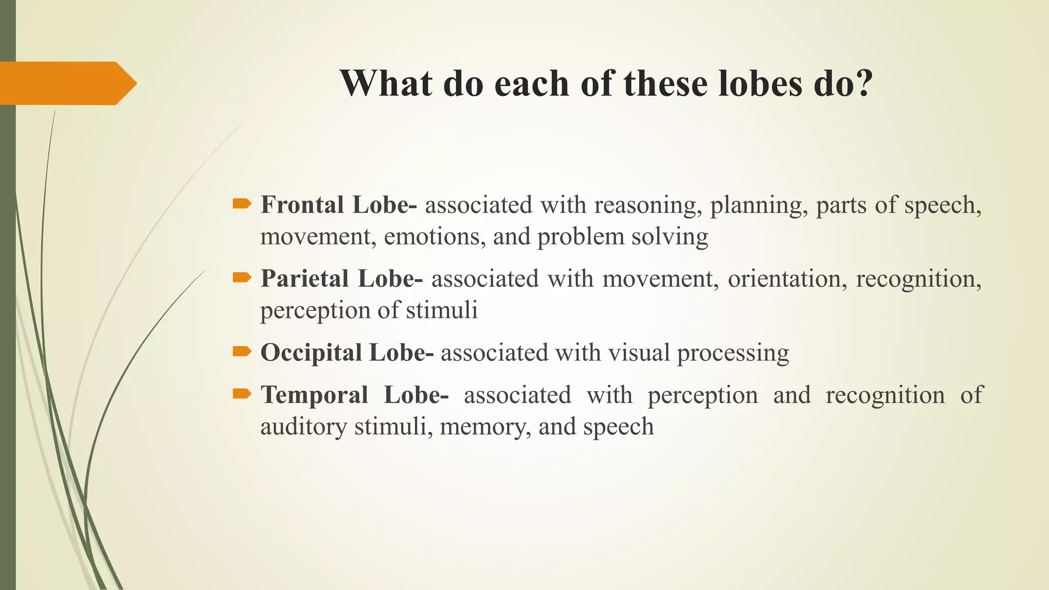 What do each of these lobes do?
 Frontal Lobe- associated with reasoning, planning, parts of speech,
movement, emotions, and problem solving
 Parietal Lobe- associated with movement, orientation, recognition,
perception of stimuli
 Occipital Lobe- associated with visual processing
 Temporal Lobe- associated with perception and recognition of
auditory stimuli, memory, and speech
 