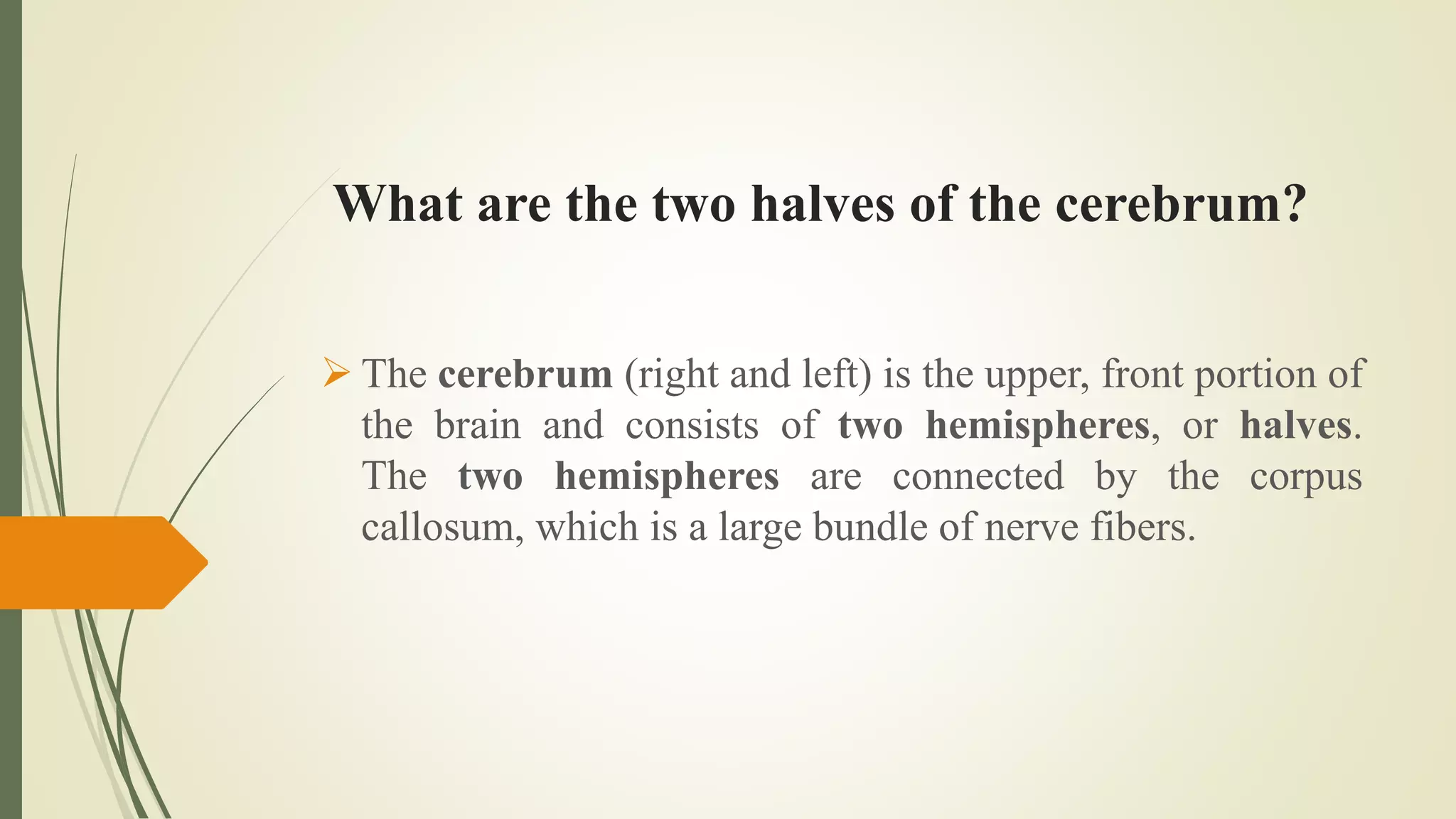 What are the two halves of the cerebrum?
 The cerebrum (right and left) is the upper, front portion of
the brain and consists of two hemispheres, or halves.
The two hemispheres are connected by the corpus
callosum, which is a large bundle of nerve fibers.
 
