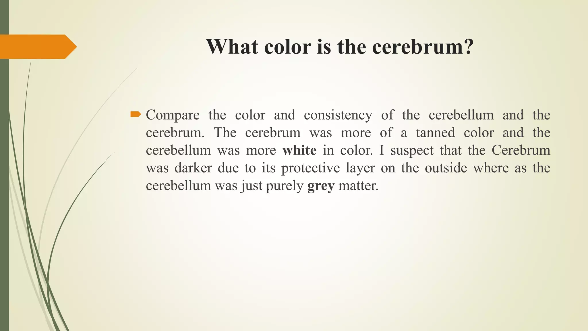 What color is the cerebrum?
 Compare the color and consistency of the cerebellum and the
cerebrum. The cerebrum was more of a tanned color and the
cerebellum was more white in color. I suspect that the Cerebrum
was darker due to its protective layer on the outside where as the
cerebellum was just purely grey matter.
 